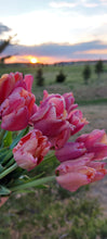 Load image into Gallery viewer, Amazing Parrot Tulip Bulbs