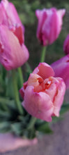 Load image into Gallery viewer, Amazing Parrot Tulip Bulbs