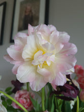 Load image into Gallery viewer, Angelique Tulip Bulbs