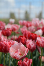 Load image into Gallery viewer, Pep Talk Tulip Bulbs
