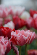 Load image into Gallery viewer, Pep Talk Tulip Bulbs