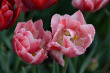 Load image into Gallery viewer, Pep Talk Tulip Bulbs