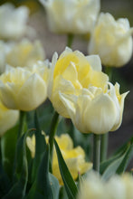 Load image into Gallery viewer, Secret Perfume Tulip Bulbs