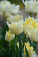 Load image into Gallery viewer, Secret Perfume Tulip Bulbs