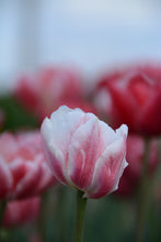 Load image into Gallery viewer, Pep Talk Tulip Bulbs