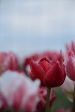Load image into Gallery viewer, Pep Talk Tulip Bulbs