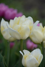Load image into Gallery viewer, Secret Perfume Tulip Bulbs