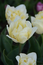Load image into Gallery viewer, Secret Perfume Tulip Bulbs