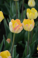 Load image into Gallery viewer, Granny Award Tulip Bulbs