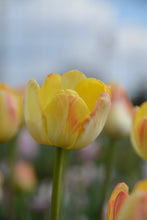 Load image into Gallery viewer, Granny Award Tulip Bulbs