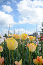 Load image into Gallery viewer, Granny Award Tulip Bulbs