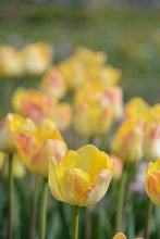 Load image into Gallery viewer, Granny Award Tulip Bulbs