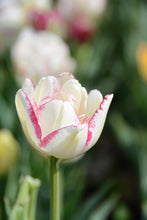 Load image into Gallery viewer, Double Dolce Tulip Bulbs