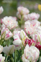 Load image into Gallery viewer, Double Dolce Tulip Bulbs