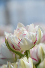 Load image into Gallery viewer, Double Dolce Tulip Bulbs