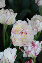 Load image into Gallery viewer, Double Dolce Tulip Bulbs