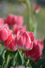 Load image into Gallery viewer, Queensland Tulip Bulbs