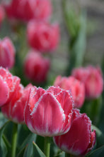 Load image into Gallery viewer, Queensland Tulip Bulbs