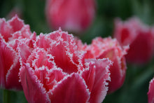 Load image into Gallery viewer, Queensland Tulip Bulbs
