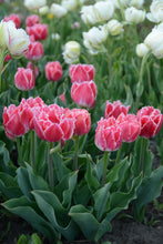 Load image into Gallery viewer, Queensland Tulip Bulbs