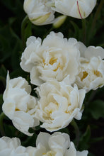 Load image into Gallery viewer, Mount Tacoma Tulip Bulbs