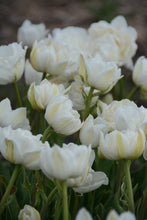 Load image into Gallery viewer, Mount Tacoma Tulip Bulbs