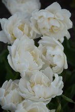 Load image into Gallery viewer, Mount Tacoma Tulip Bulbs