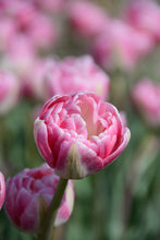 Load image into Gallery viewer, Vogue Tulip Bulbs