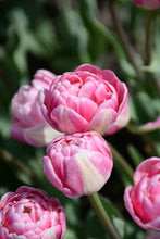 Load image into Gallery viewer, Vogue Tulip Bulbs