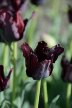 Load image into Gallery viewer, Black Parrot Tulip Bulbs