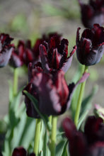 Load image into Gallery viewer, Black Parrot Tulip Bulbs