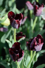 Load image into Gallery viewer, Black Parrot Tulip Bulbs