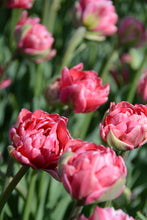 Load image into Gallery viewer, Aveyron Tulip Bulbs