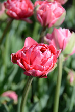 Load image into Gallery viewer, Aveyron Tulip Bulbs