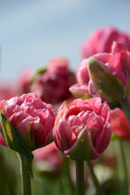 Load image into Gallery viewer, Aveyron Tulip Bulbs