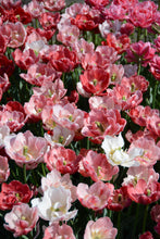 Load image into Gallery viewer, Pep Talk Tulip Bulbs