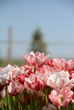 Load image into Gallery viewer, Pep Talk Tulip Bulbs