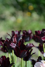 Load image into Gallery viewer, Black Parrot Tulip Bulbs