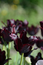 Load image into Gallery viewer, Black Parrot Tulip Bulbs