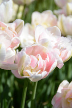 Load image into Gallery viewer, Angelique Tulip Bulbs