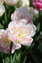 Load image into Gallery viewer, Angelique Tulip Bulbs
