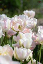 Load image into Gallery viewer, Angelique Tulip Bulbs