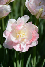 Load image into Gallery viewer, Angelique Tulip Bulbs
