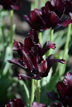 Load image into Gallery viewer, Black Parrot Tulip Bulbs