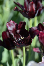Load image into Gallery viewer, Black Parrot Tulip Bulbs