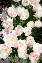 Load image into Gallery viewer, Angelique Tulip Bulbs