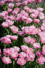 Load image into Gallery viewer, Vogue Tulip Bulbs