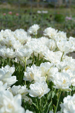 Load image into Gallery viewer, Mount Tacoma Tulip Bulbs