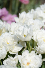 Load image into Gallery viewer, Mount Tacoma Tulip Bulbs