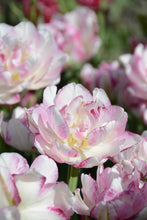 Load image into Gallery viewer, Double Dolce Tulip Bulbs